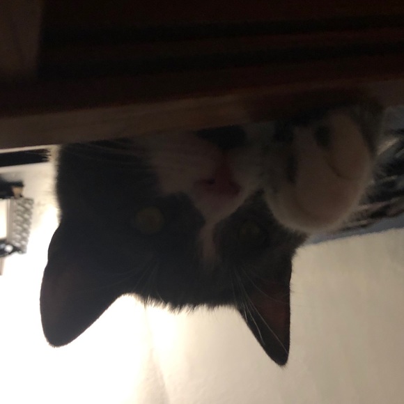 Meet your Posher, Patrick - Picture 1 of 1